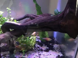 Would shrimps be a good addition???