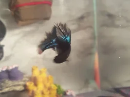 Hank :D