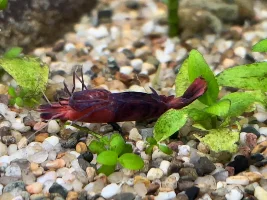 Dead RCS