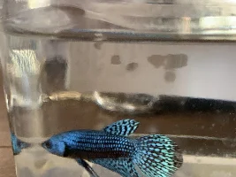Alien Betta and Tetras