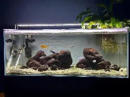 Updates on my tanks