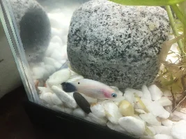 Lethargic platy laying on the gravel - help