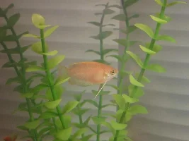 My new 5 gallon tank!