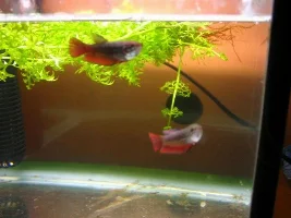 Female Pics