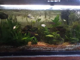 Plants galore