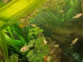 Multiple fish casualties