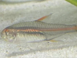 Neon Tetras going blind