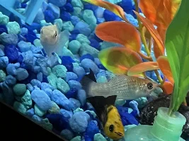 Odd molly fish behavior