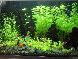 Wally's 60l Journal