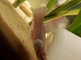 Strange behaviour of betta