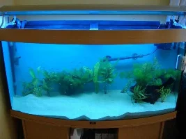 Backtotropical's Main Tank