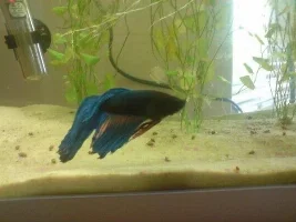 What Type Of Betta Is This?