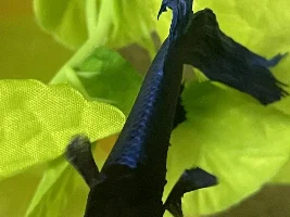 Pineconing or are all fish scales like this?