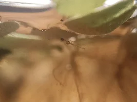 PLEASE tell me these are fry not some kind of insect larvae 🙏🙏🙏🙏