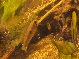My aquariums