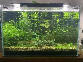 90L Dirted Planted Tank