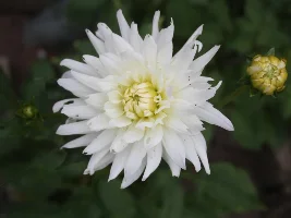 Flowers, flowers, flowers...