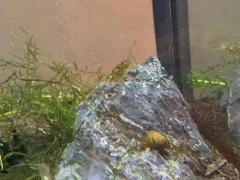 Selling Freshwater Rocks, Plants, and Essentials