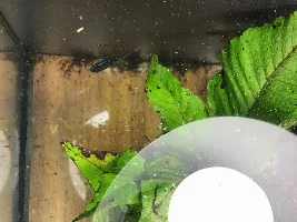 Help! Toddler dumped food into fish tank!