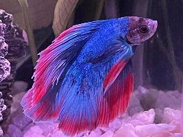 Fin Rot