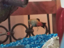 Fat or pregnant fish?