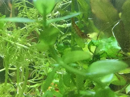 Shrimp photos