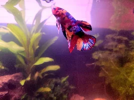 My nano build