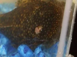 Tumor On Face?