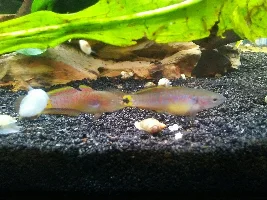 Help! Male gudgeon was very aggressive towards female!
