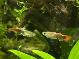 Help identifying male guppies