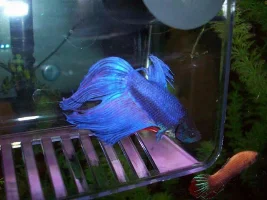 Two New Males!