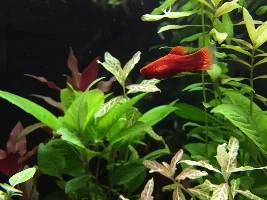 Daize's 120L Soil Tank