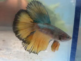 Halfmoon Betta