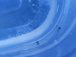 Corys with white shine and black hoppers