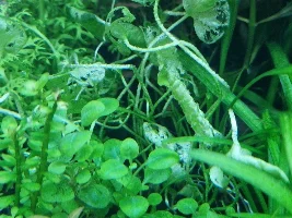 Nymphoides Hydrophylla Taiwan