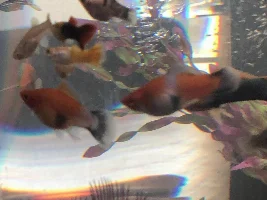 Pregnant swordtail?