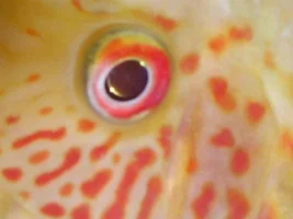 Gudgeon