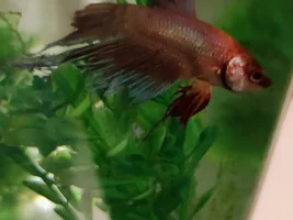 *EMERGENCY* Please help my sick Betta