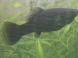 Female black molly is probably sick HELP