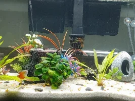 Redid the 30 gallon....