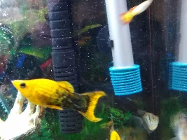 Help with my Panda mollies and breeding