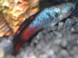 Sick Platy ?