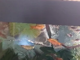 River stream 53g