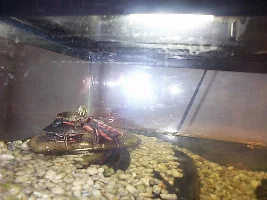 Pictures of some young painted turtles