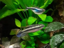 Extremely bloated black neon