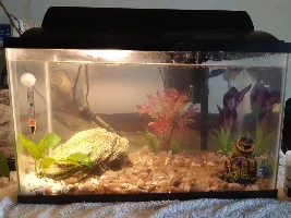 Is my Betta sick/depressed or sleeping?!?!!