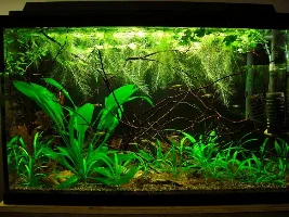 Is This Low Light?