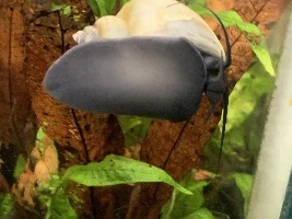 Racing snail… not the Nerite variety…