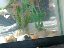 What type off betta do you all think be his ??