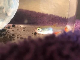 Wounded face on bloodfin tetra